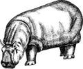 Monochrome hand drawn black and white hippopotamus illustration